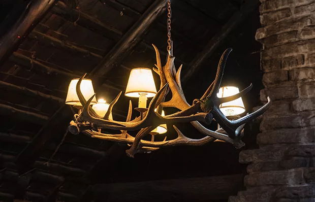 Antlers for Furniture and Other Uses